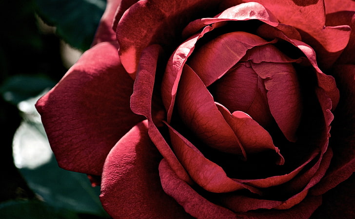 Indah Dark Red Rose HD Wallpaper, mawar merah, Alam, Bunga, Gelap, Bunga, Hitam, Mawar, Jepang, toyama, takaoka, Wallpaper HD
