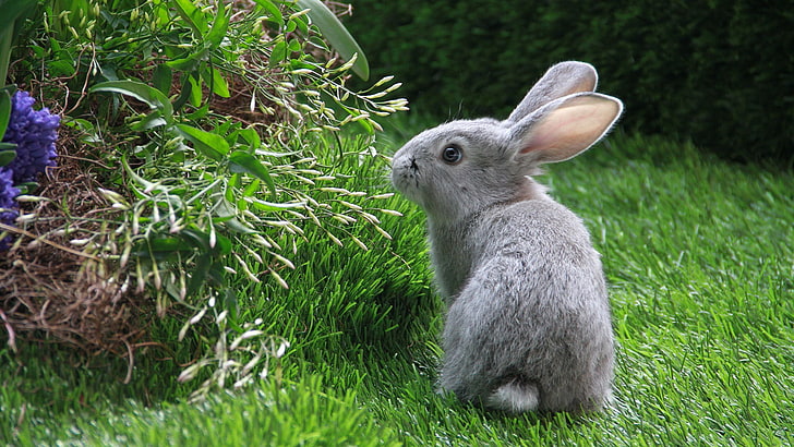hare, rabbit, bunny, mammal, wood rabbit, animal, fur, cute, rodent, pets, easter, furry, fluffy, domestic, pet, ear, sitting, HD wallpaper