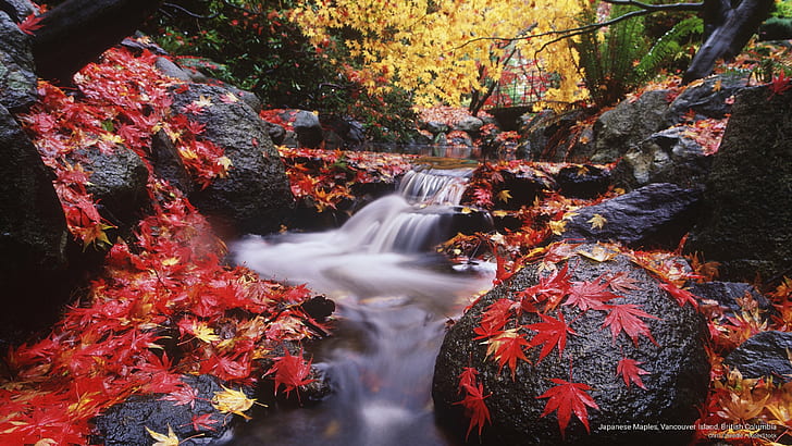 Japanese Maples, Vancouver Island, British Columbia, Fall, HD wallpaper