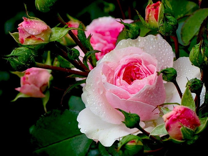 różowe róże, róże, kwiaty, pąki, zbliżenie, kropla, świeżość, Tapety HD