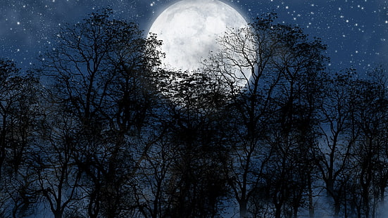 cielo, foresta, albero, luna, notte stellata, cielo stellato, chiaro di luna, chiaro di luna, ramo, stelle, notte, oscurità, alberi, natura, luna piena, Sfondo HD HD wallpaper