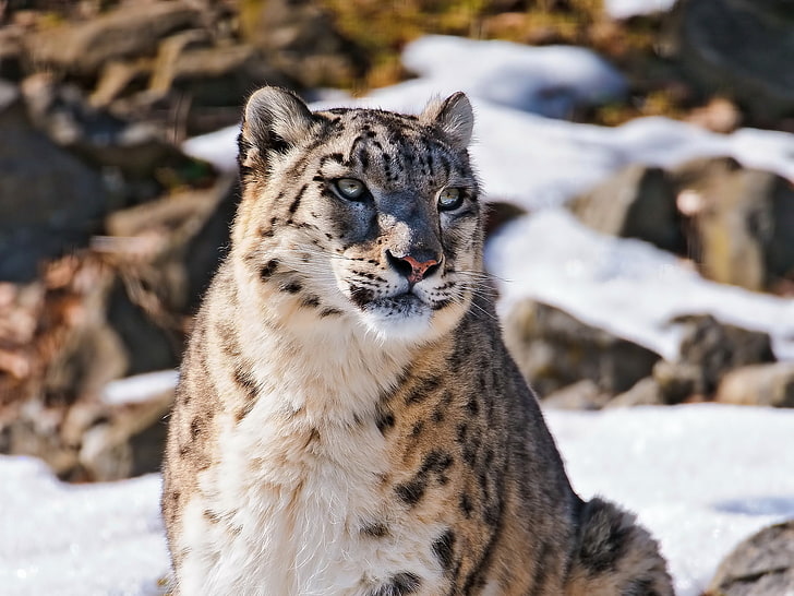 face, snow, mountains, IRBIS, snow leopard, looks, uncia uncia, beautiful predator, fluffy cat, Wallpaper 4x3, HD wallpaper