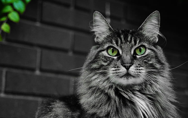 Yeşil gözlü, gri maine coon kedi kabarık kedi, HD masaüstü duvar kağıdı