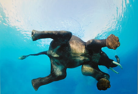 anak gajah abu-abu, alam, hewan, gajah, air, bawah air, berenang, biru, refleksi, gading, film, Wallpaper HD HD wallpaper