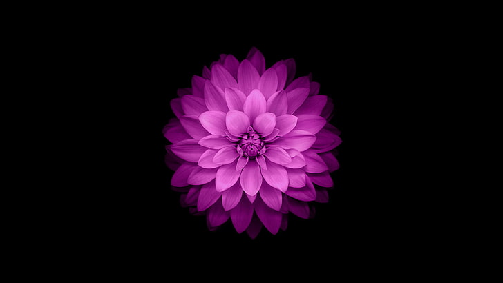 purple flower, flower, purple, iPhone, ios8, iphone6, HD wallpaper