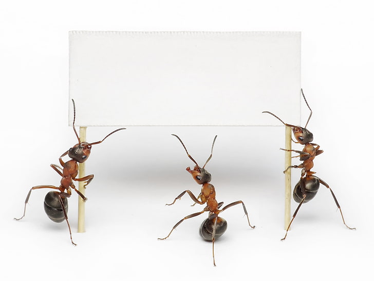 formigas, insetos, animais, HD papel de parede