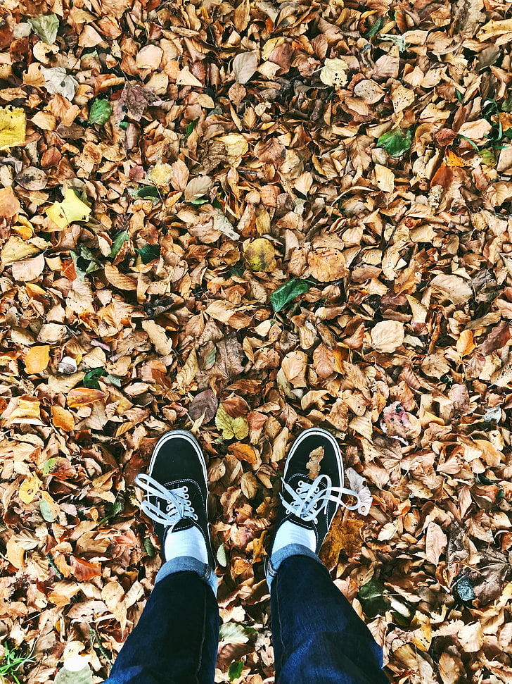 pair of black low-top sneakers, autumn, feet, foliage, fallen, HD wallpaper