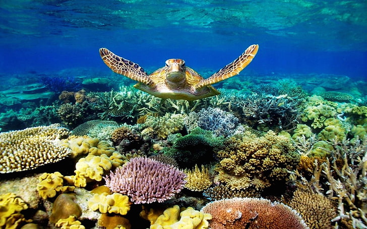 Tartaruga marinha nadando cena subaquática com coral Papel de parede bonito Hd para telefones celulares e laptops, HD papel de parede