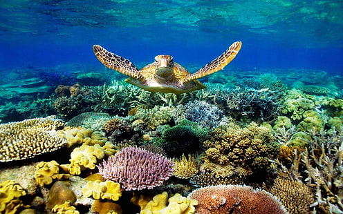 이동 전화 및 휴대용 퍼스널 컴퓨터를위한 산호 아름다운 탁상용 벽지 Hd를 가진 바다 거북 수영 수중 장면, HD 배경 화면 HD wallpaper