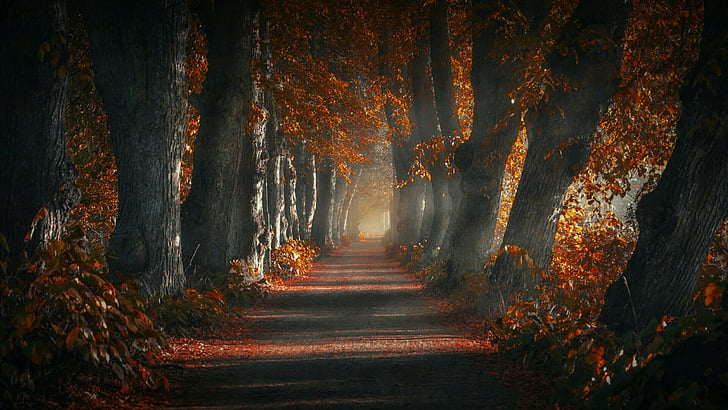 hutan, alam, taman, musim gugur, daerah berhutan, pohon, gugur, cahaya, daun, gang, lorong pohon, jalan, batang, jalur, Wallpaper HD