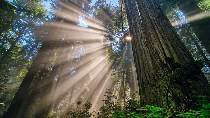 alto albero grigio, foresta, alberi, sequoia, Sfondo HD