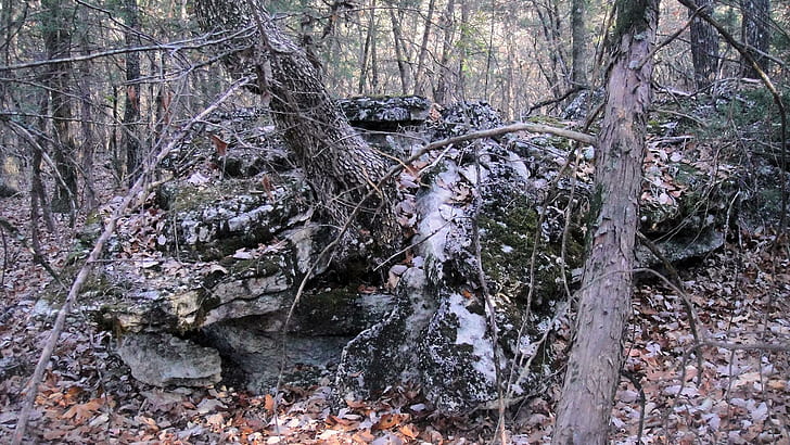 Дърво, вкоренено в скала, есен, природа, корени, скала, природа и пейзажи, HD тапет