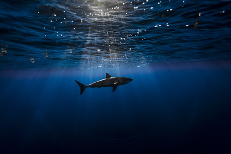 Shark, Atlantic ocean, underwater, Best Diving Sites, HD wallpaper HD wallpaper