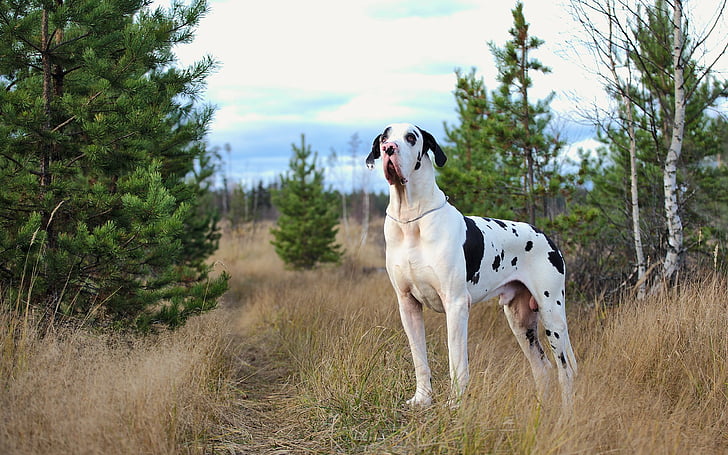 Animales, danés, perros, hierba, genial, arlequín, Fondo de pantalla HD |  Wallpaperbetter