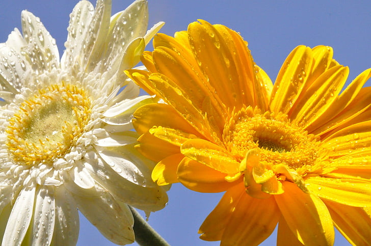 Flores, Gerbera, Margarida, Flor Branca, Flor amarela, HD papel de parede