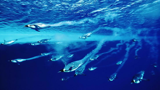 underwater, sea, birds, penguins, animals, HD wallpaper HD wallpaper