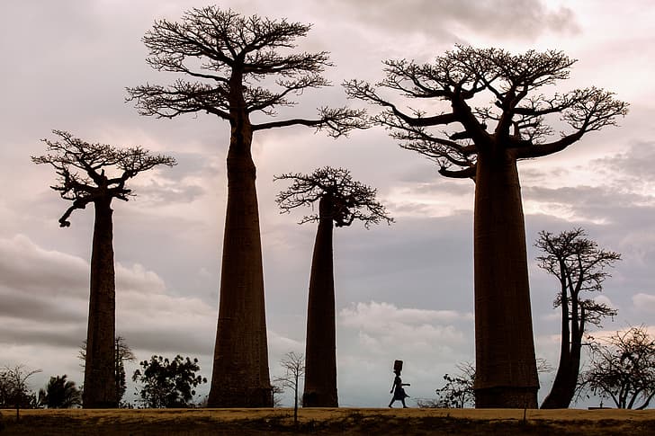 trees, woman, Africa, baobabs, HD wallpaper