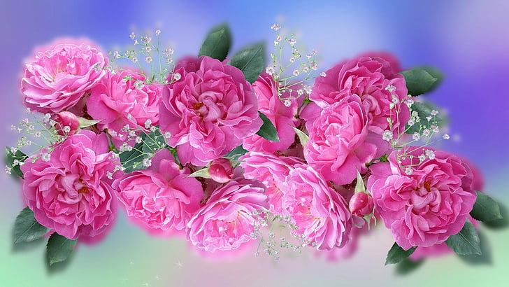 Blumen, Rose, Atem des Babys, Erde, rosafarbene Blume, rosafarbene Rose, HD-Hintergrundbild