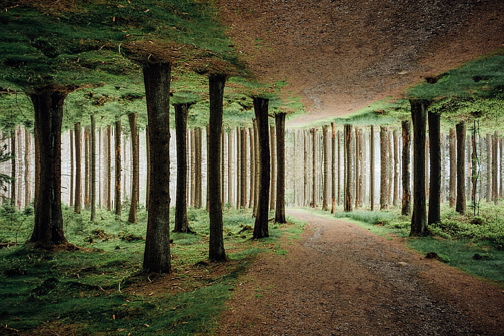 nature, trees, mirrored, HD wallpaper
