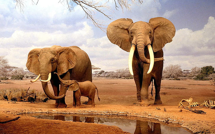 But Mom, I Don't Want To Go To School., 3 elephants, water, elephants, male, hole, female, tusks, animals, HD wallpaper