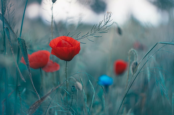 selective photography of red Poppy flowers, Helios, M42, selective, photography, red Poppy, Poppy flowers, bokeh, poppy, nature, flower, meadow, field, plant, summer, red, outdoors, rural Scene, grass, season, beauty In Nature, springtime, landscape, HD wallpaper