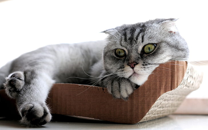 Sleepy Scottish Fold Cat, gato Scottish Fold, hermoso, Fondo de pantalla HD