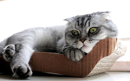 Sleepy Scottish Fold Cat, scottish fold cat, beautiful, HD wallpaper HD wallpaper
