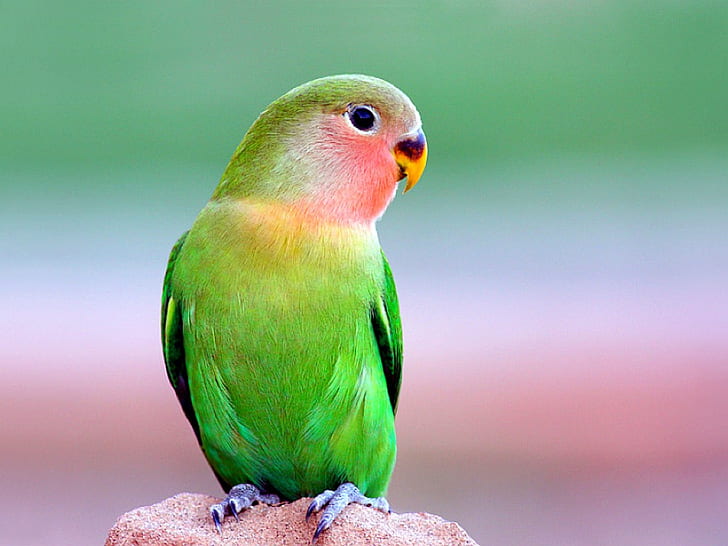 ألوان جميلة جميلة الببغاء الحيوانات الطيور الطيور HD الفن ، الصورة ، جميلة ، الألوان ، الببغاء، خلفية HD