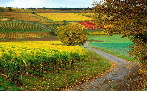 Hillside vineyard, green leaf tree, nature, 1920x1200, hill, field, grape, autumn, vineyard, HD wallpaper HD wallpaper
