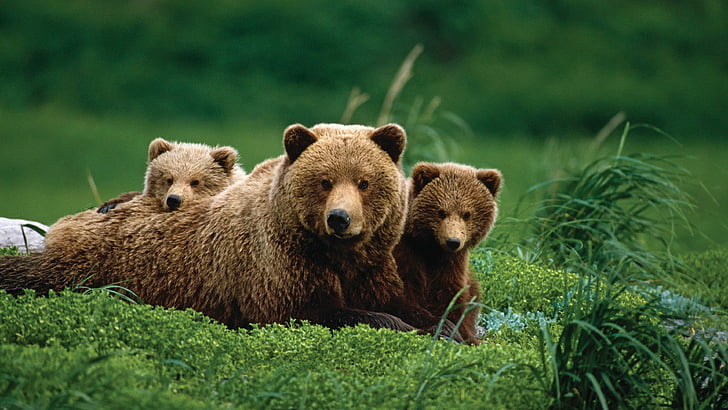 bear, baby bear, cute, grass, wildlife, wild animals, nature, cub, brown bear, grizzly bear, mammal, wilderness, organism, HD wallpaper