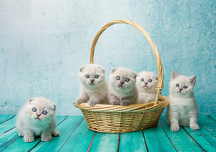 фон, кошница, дъска, котенца, деца, шотландска гънка, шотландска гънка котка, Наталия Лайс, HD тапет HD wallpaper
