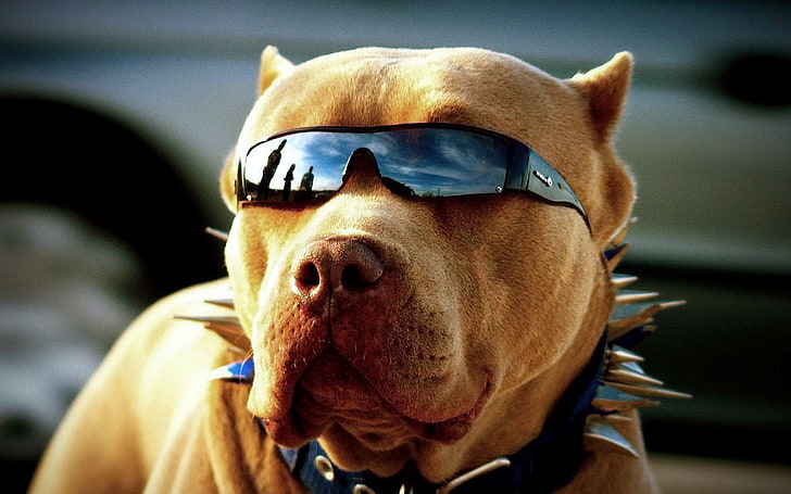 collar, dogs, glass, pitbull, HD wallpaper