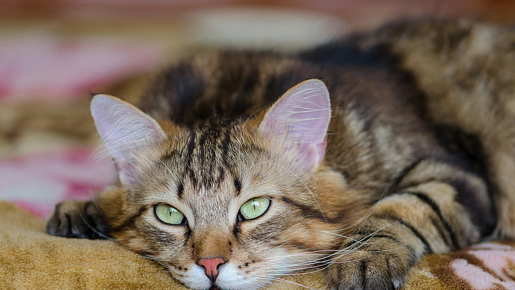cat, whiskers, eye, kitten, HD wallpaper