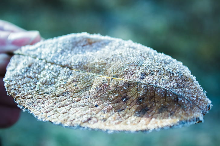 leaves, ice, frost, HD wallpaper