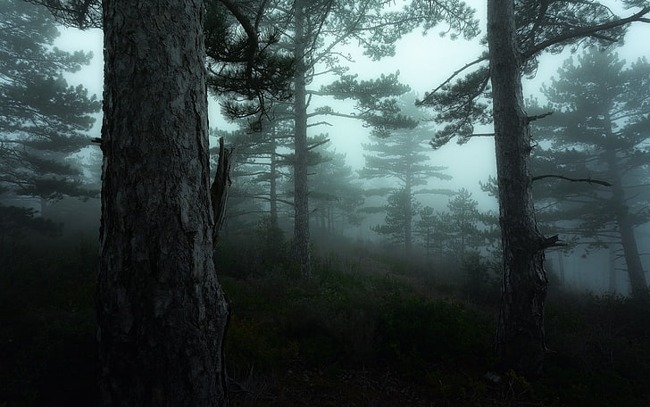 bosco nebbioso, natura, paesaggio, nebbia, mattina, buio, alberi, arbusti, foresta, colline, atmosfera, alberi di pino, Sfondo HD
