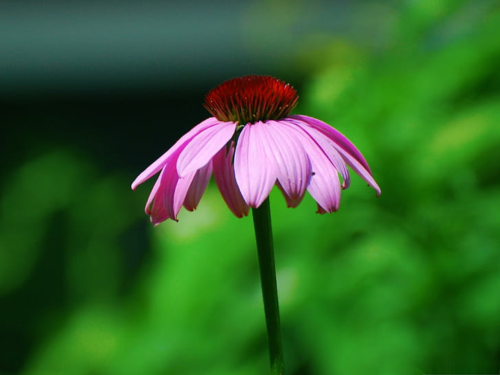 Alone But Not Lonely, flower, purple, coneflower, summer, nature and landscapes, HD wallpaper