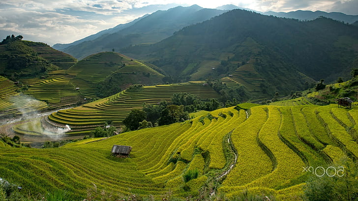 fotografía naturaleza arrozal, Fondo de pantalla HD