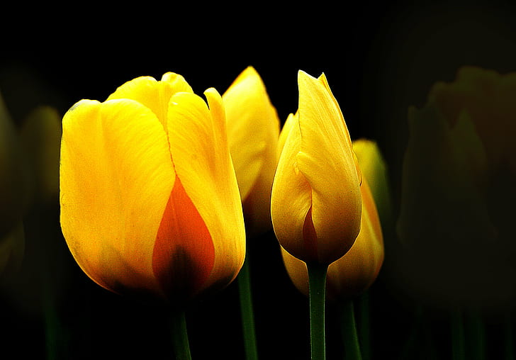 shallow focus photography of yellow flowers, tulips, tulips, Yellow, shallow focus, photography, flowers, Tulips, Bulbs, Public Domain, Dedication, CC0, photos, tulip, nature, flower, plant, petal, springtime, close-up, beauty In Nature, flower Head, freshness, HD wallpaper