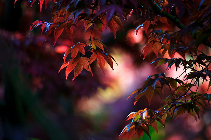 Maple folhas, árvore de pétalas vermelha, natureza, árvore, folhas de plátano, HD papel de parede
