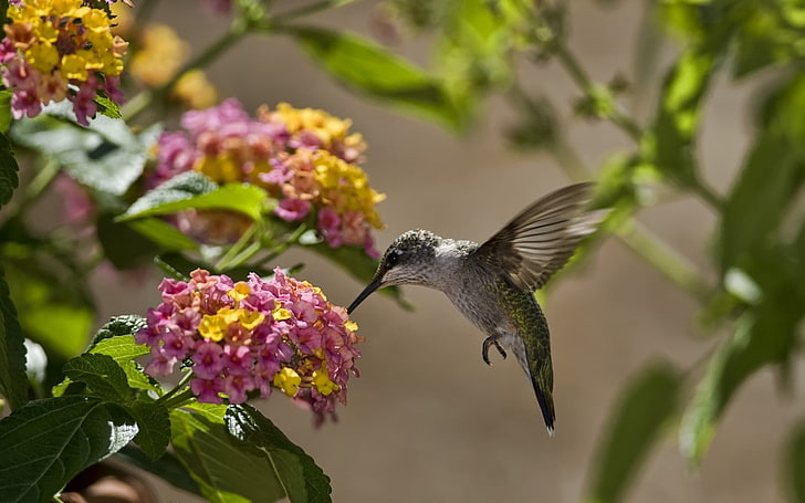brown hummingbird, birds, hummingbirds, flowers, leaves, sun, HD wallpaper