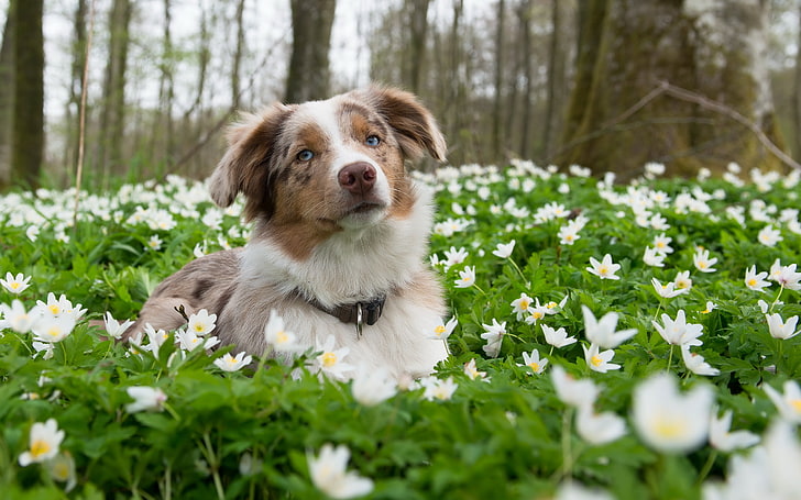 spojrzenie, kwiaty, natura, każdy, pies, Tapety HD