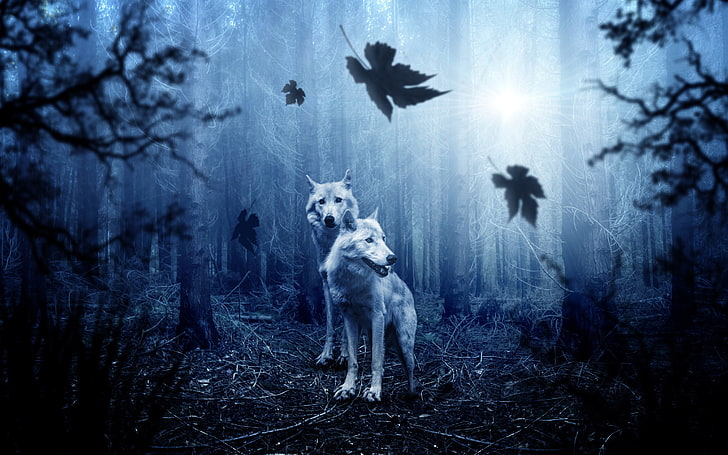 Forest Wolves 4K, Forest, Wolves, Tapety HD
