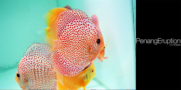 Дискус Риби, риби, аквариум, животни, HD тапет HD wallpaper