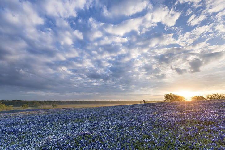 bluebonnet, ennis, поле, цветя, изгрев, Тексас, HD тапет