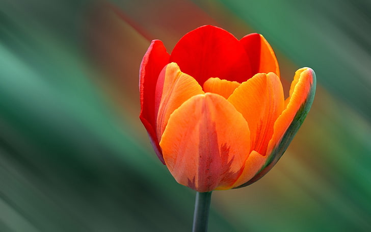 Makro, Blumen, orange Blumen, Tulpen, HD-Hintergrundbild