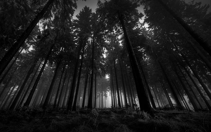 BW Forest Trees Dark HD, Natur, Bäume, bw, Wald, dunkel, HD-Hintergrundbild