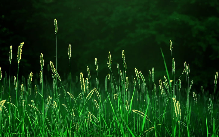 green grass, field, forest, grass, rays, light, freshness, nature, morning, spikelets, ears, landscapes fields, HD wallpaper