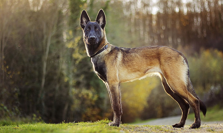 개, 벨기에 Malinois, 개, 애완 동물, 응시, HD 배경 화면