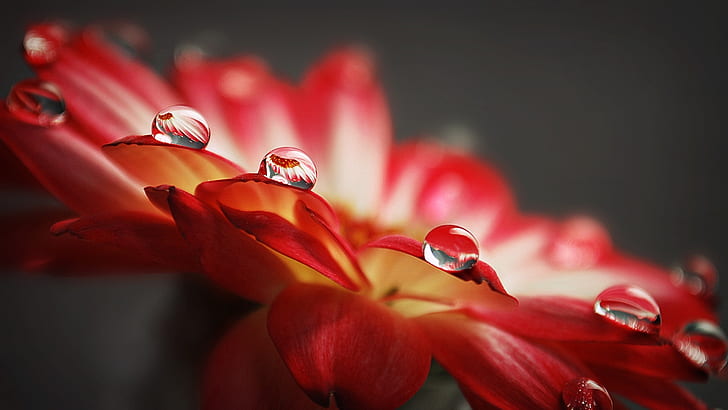 Vattendroppar makro av röda blomblad, vatten, droppar, makro, röd, blomma, kronblad, HD tapet