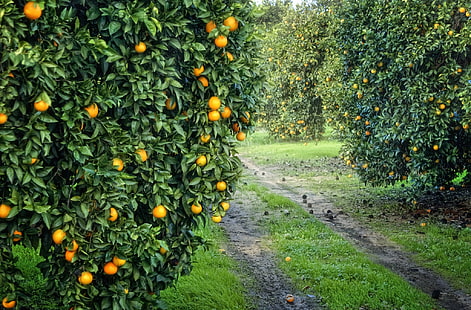 okrągłe pomarańczowe owoce, ogród, żniwa, owoce, pomarańcza, gaj, Tapety HD HD wallpaper
